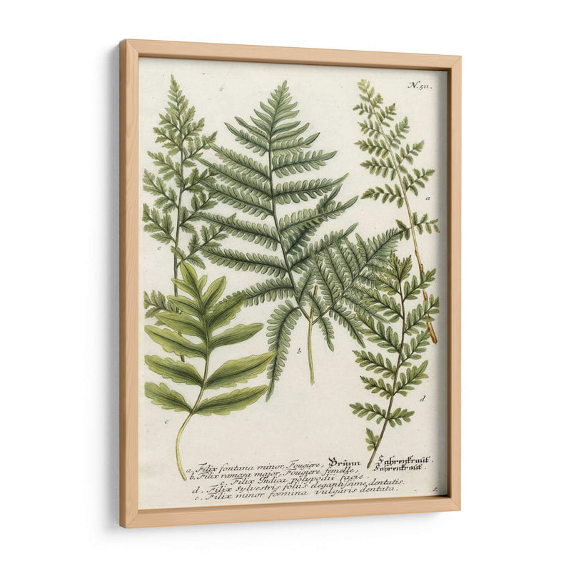 Fern Reunión Ii - Weinmann | Cuadro decorativo de Canvas Lab