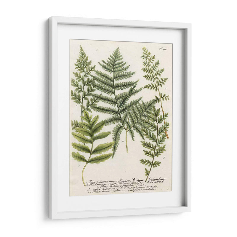 Fern Reunión Ii - Weinmann | Cuadro decorativo de Canvas Lab