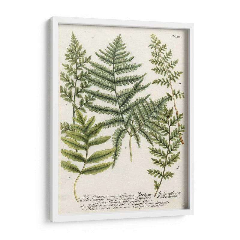 Fern Reunión Ii - Weinmann | Cuadro decorativo de Canvas Lab