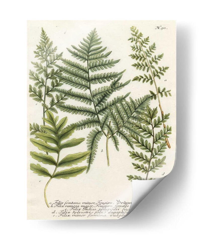 Fern Reunión Ii - Weinmann | Cuadro decorativo de Canvas Lab