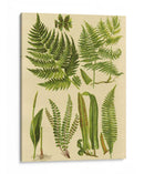 Colección De Helecho I - Vision Studio | Cuadro decorativo de Canvas Lab