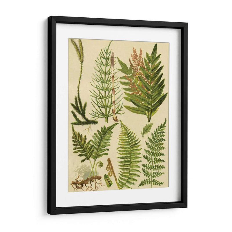 Colección Fern Ii - Vision Studio | Cuadro decorativo de Canvas Lab