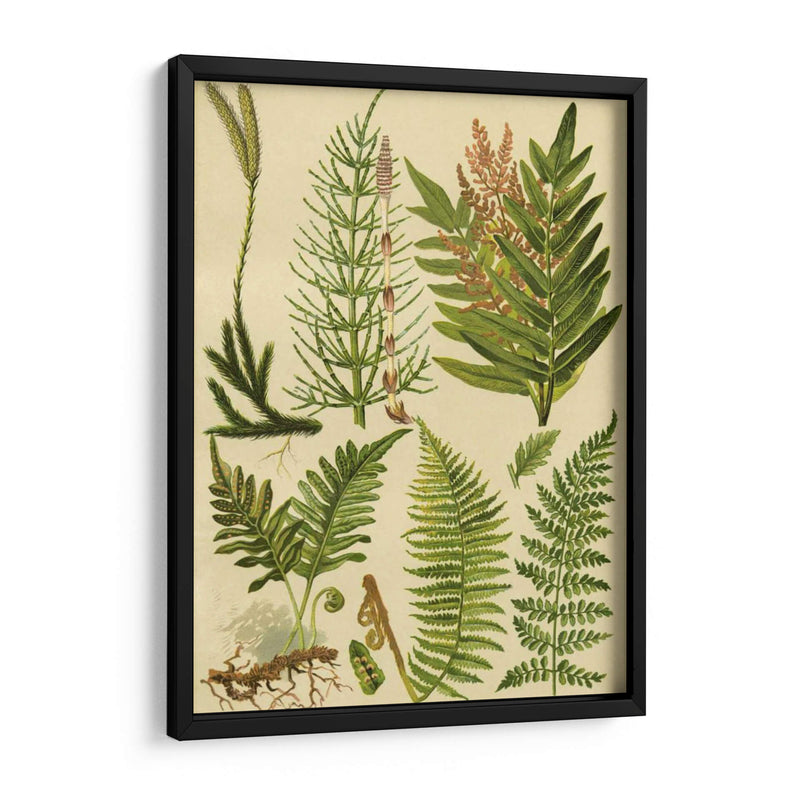 Colección Fern Ii - Vision Studio | Cuadro decorativo de Canvas Lab