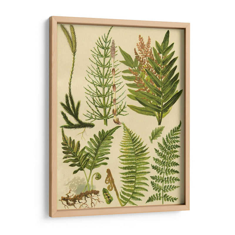 Colección Fern Ii - Vision Studio | Cuadro decorativo de Canvas Lab