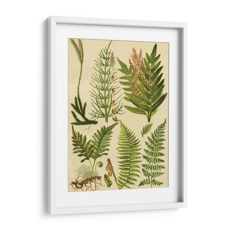 Colección Fern Ii - Vision Studio | Cuadro decorativo de Canvas Lab