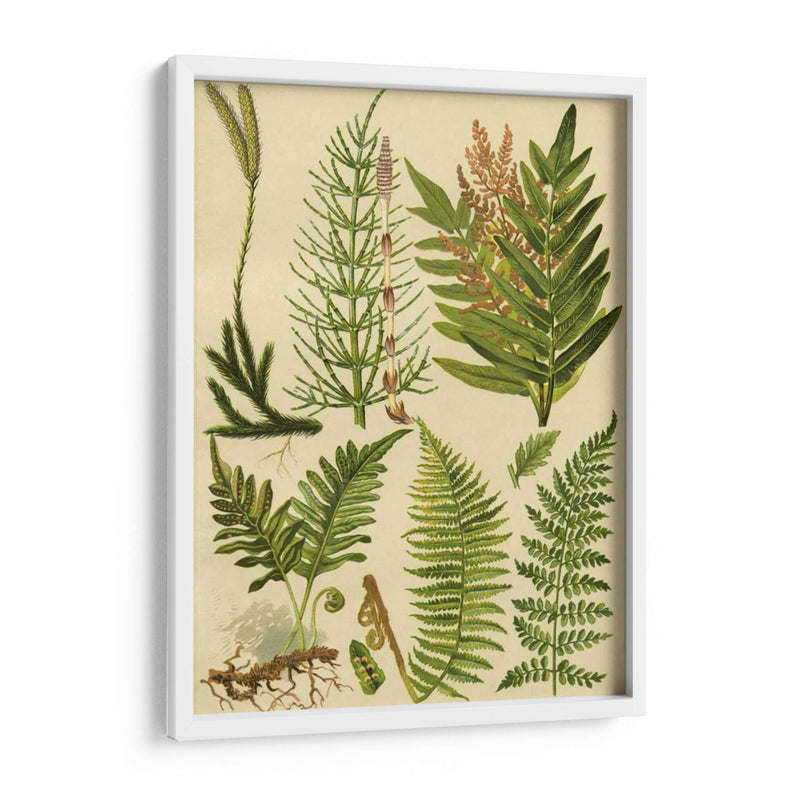 Colección Fern Ii - Vision Studio | Cuadro decorativo de Canvas Lab