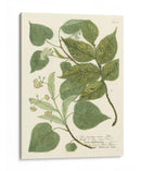 Weinmann Greenery Iii - Weinmann | Cuadro decorativo de Canvas Lab