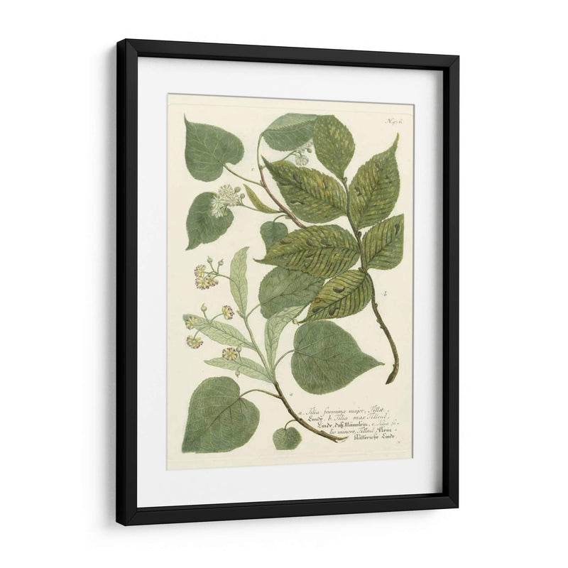 Weinmann Greenery Iii - Weinmann | Cuadro decorativo de Canvas Lab