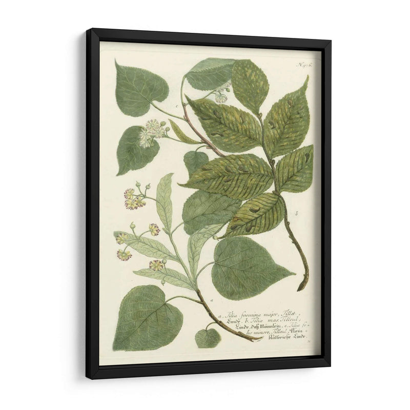 Weinmann Greenery Iii - Weinmann | Cuadro decorativo de Canvas Lab