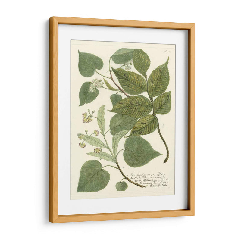 Weinmann Greenery Iii - Weinmann | Cuadro decorativo de Canvas Lab