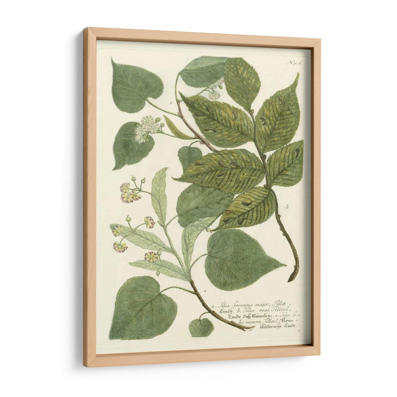 Weinmann Greenery Iii - Weinmann | Cuadro decorativo de Canvas Lab