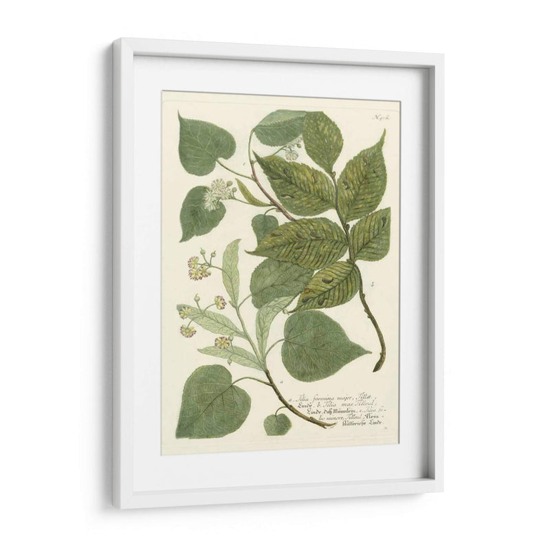 Weinmann Greenery Iii - Weinmann | Cuadro decorativo de Canvas Lab