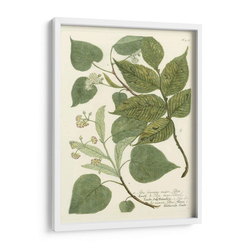 Weinmann Greenery Iii - Weinmann | Cuadro decorativo de Canvas Lab