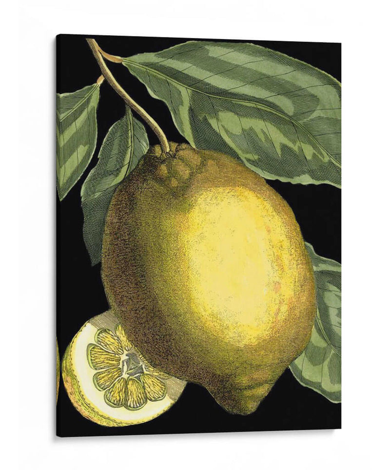 Citrus Fragante Ii - Johann C. Volckamer | Cuadro decorativo de Canvas Lab