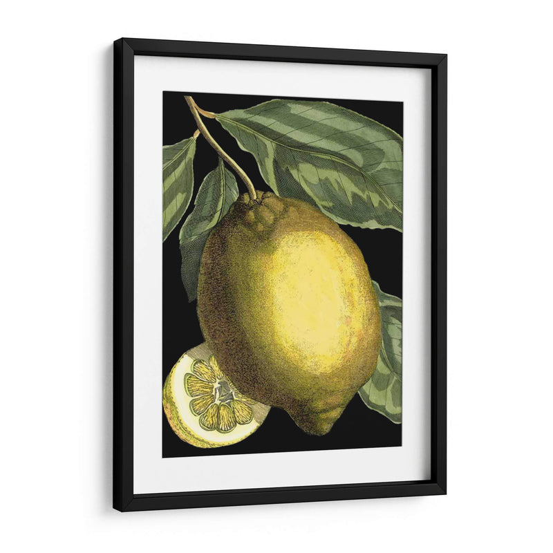 Citrus Fragante Ii - Johann C. Volckamer | Cuadro decorativo de Canvas Lab