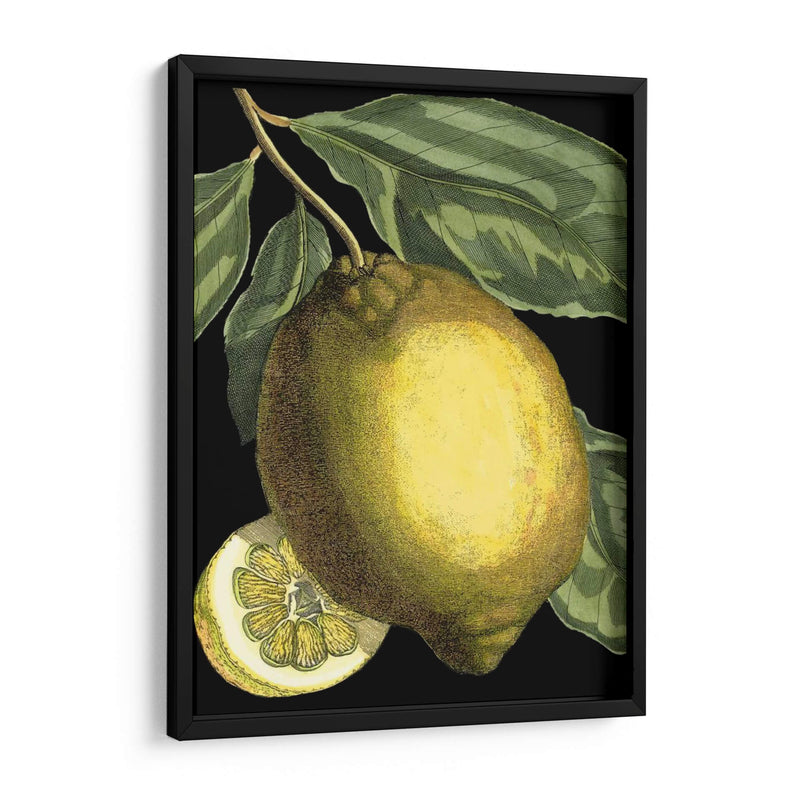 Citrus Fragante Ii - Johann C. Volckamer | Cuadro decorativo de Canvas Lab