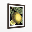 Citrus Fragante Ii - Johann C. Volckamer | Cuadro decorativo de Canvas Lab
