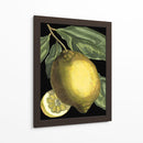 Citrus Fragante Ii - Johann C. Volckamer | Cuadro decorativo de Canvas Lab