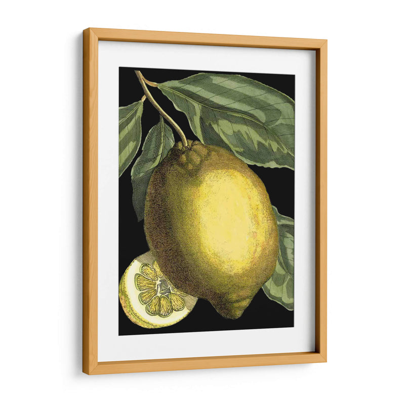 Citrus Fragante Ii - Johann C. Volckamer | Cuadro decorativo de Canvas Lab