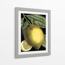Citrus Fragante Ii - Johann C. Volckamer | Cuadro decorativo de Canvas Lab