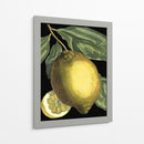 Citrus Fragante Ii - Johann C. Volckamer | Cuadro decorativo de Canvas Lab