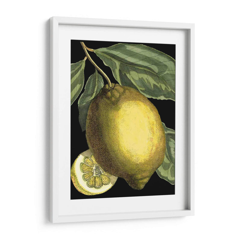 Citrus Fragante Ii - Johann C. Volckamer | Cuadro decorativo de Canvas Lab