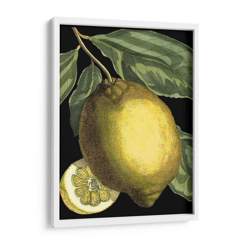 Citrus Fragante Ii - Johann C. Volckamer | Cuadro decorativo de Canvas Lab