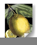 Citrus Fragante Ii - Johann C. Volckamer | Cuadro decorativo de Canvas Lab