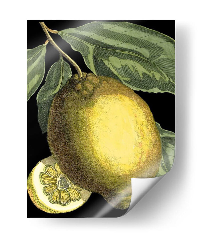 Citrus Fragante Ii - Johann C. Volckamer | Cuadro decorativo de Canvas Lab