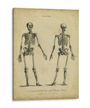 Estudio De Anatomía I - Wilkes | Cuadro decorativo de Canvas Lab