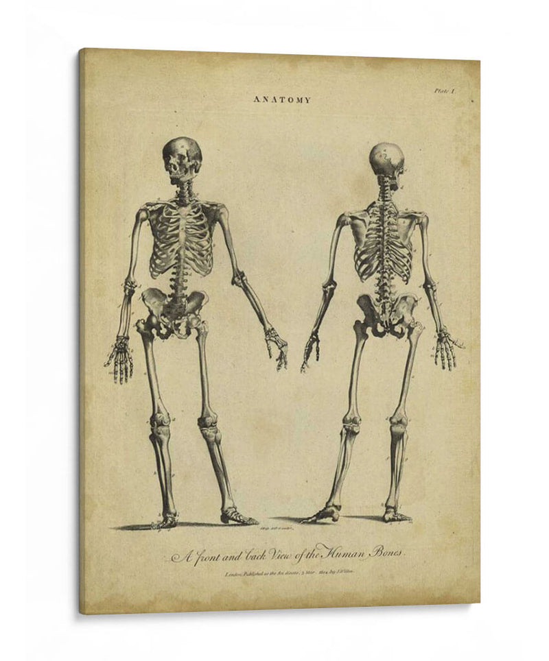Estudio De Anatomía I - Wilkes | Cuadro decorativo de Canvas Lab
