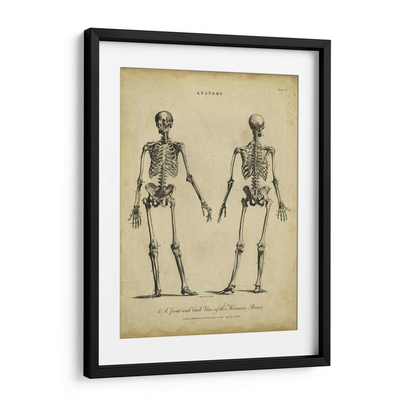 Estudio De Anatomía I - Wilkes | Cuadro decorativo de Canvas Lab