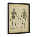 Estudio De Anatomía I - Wilkes | Cuadro decorativo de Canvas Lab