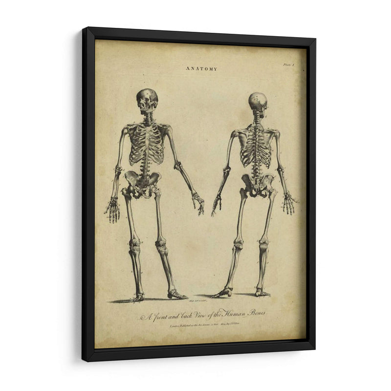 Estudio De Anatomía I - Wilkes | Cuadro decorativo de Canvas Lab
