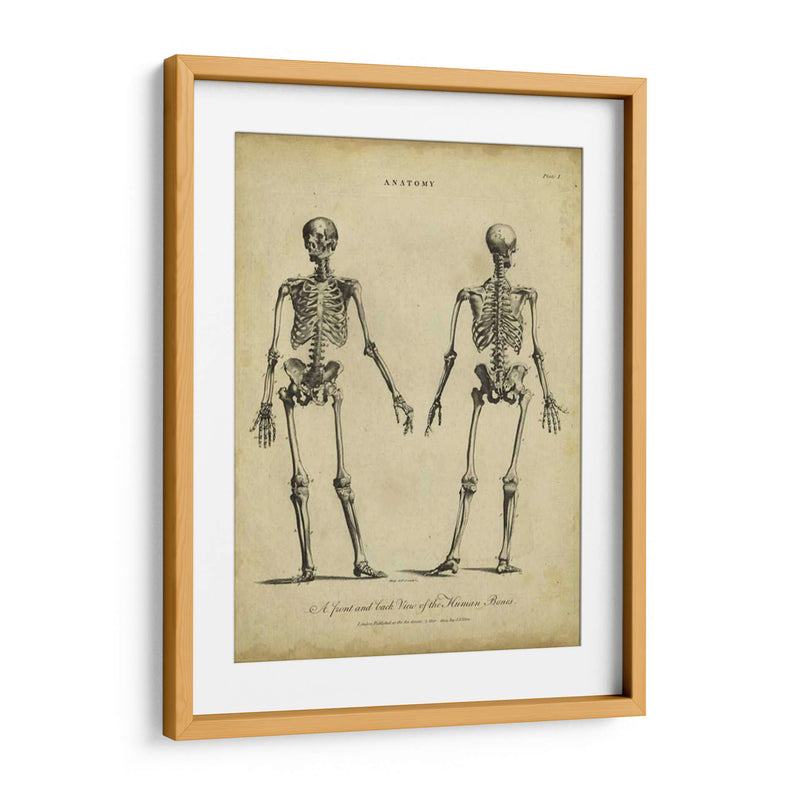 Estudio De Anatomía I - Wilkes | Cuadro decorativo de Canvas Lab