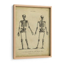 Estudio De Anatomía I - Wilkes | Cuadro decorativo de Canvas Lab
