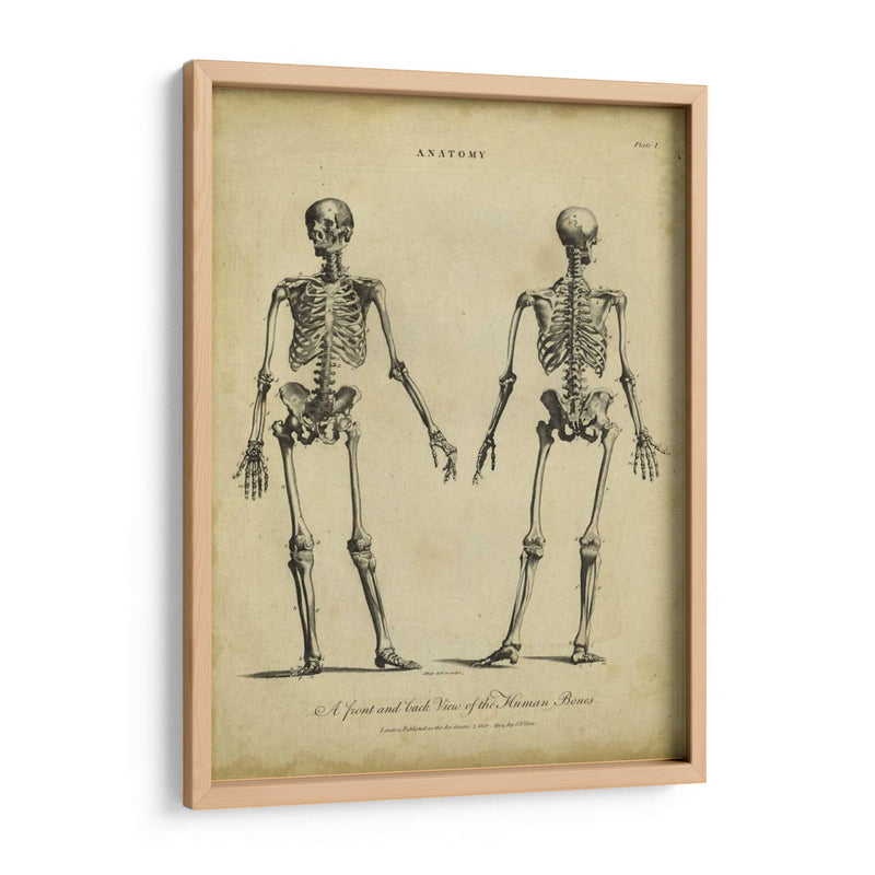Estudio De Anatomía I - Wilkes | Cuadro decorativo de Canvas Lab