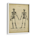 Estudio De Anatomía I - Wilkes | Cuadro decorativo de Canvas Lab