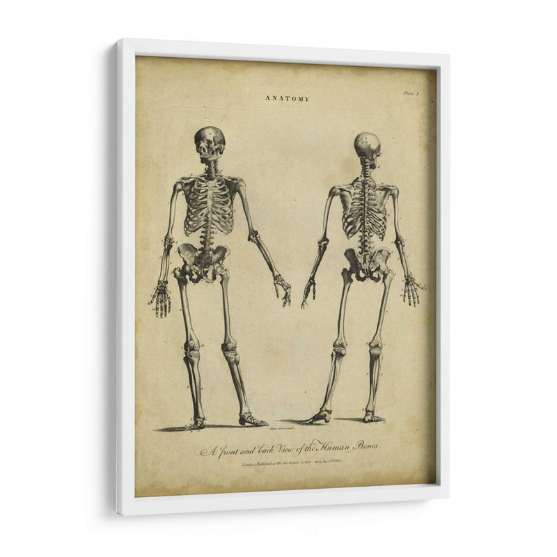 Estudio De Anatomía I - Wilkes | Cuadro decorativo de Canvas Lab