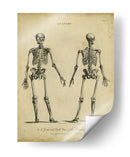 Estudio De Anatomía I - Wilkes | Cuadro decorativo de Canvas Lab