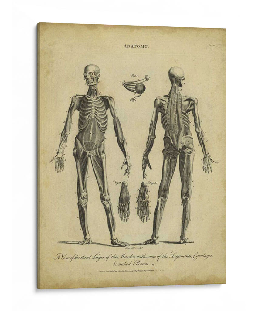 Estudio De Anatomía Ii - Wilkes | Cuadro decorativo de Canvas Lab