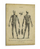 Estudio De Anatomía Ii - Wilkes | Cuadro decorativo de Canvas Lab
