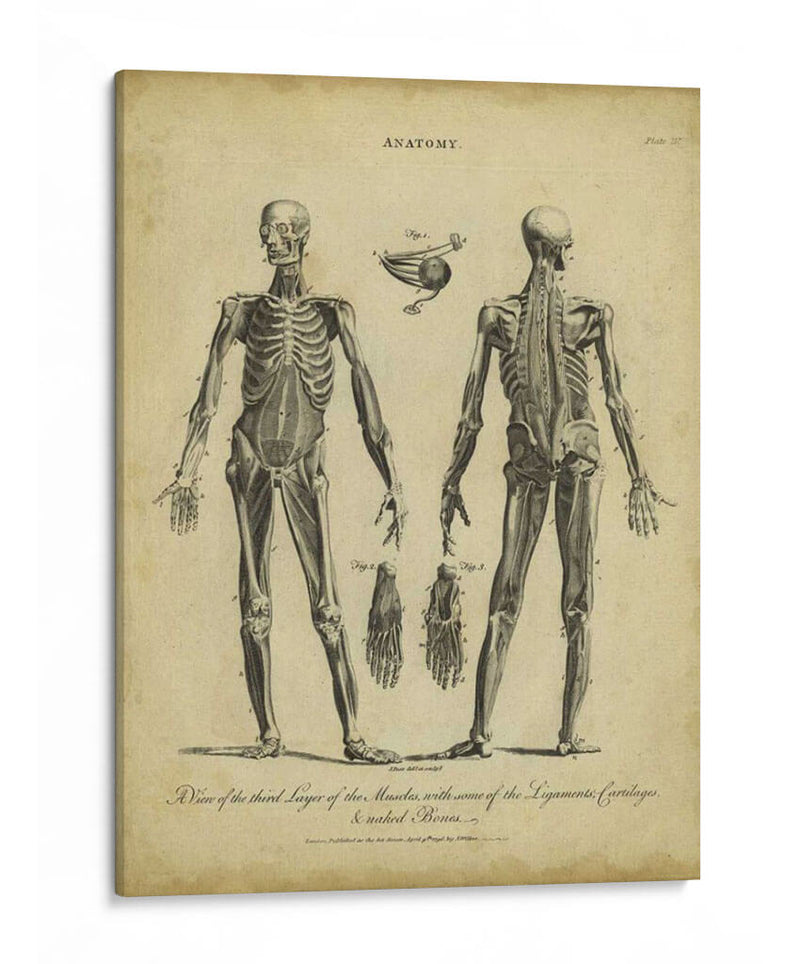 Estudio De Anatomía Ii - Wilkes | Cuadro decorativo de Canvas Lab