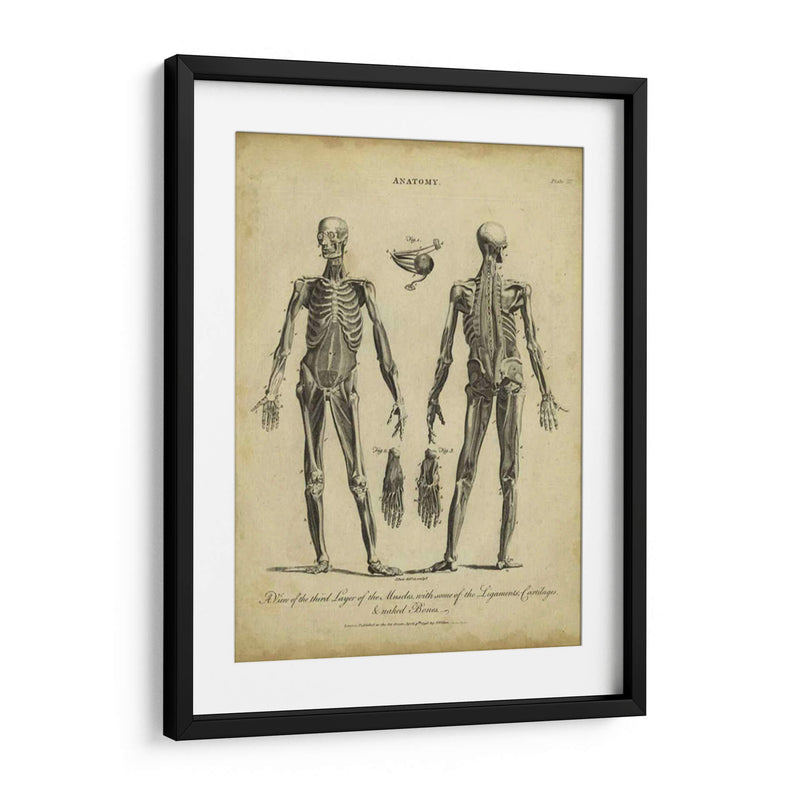 Estudio De Anatomía Ii - Wilkes | Cuadro decorativo de Canvas Lab