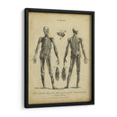 Estudio De Anatomía Ii - Wilkes | Cuadro decorativo de Canvas Lab