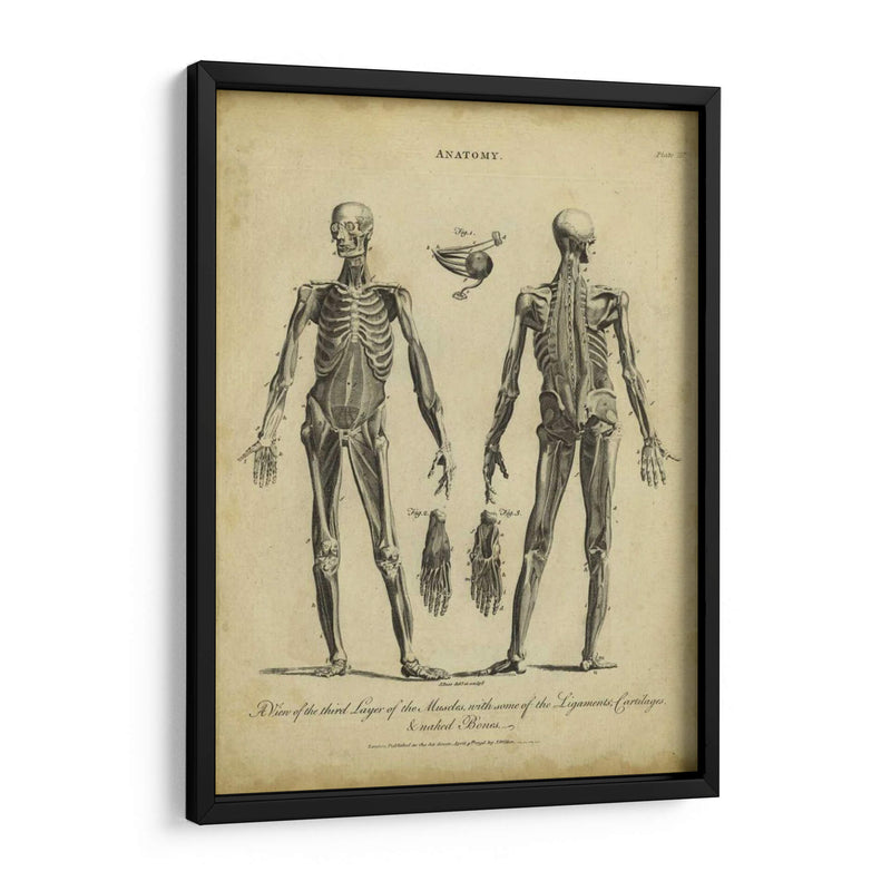 Estudio De Anatomía Ii - Wilkes | Cuadro decorativo de Canvas Lab