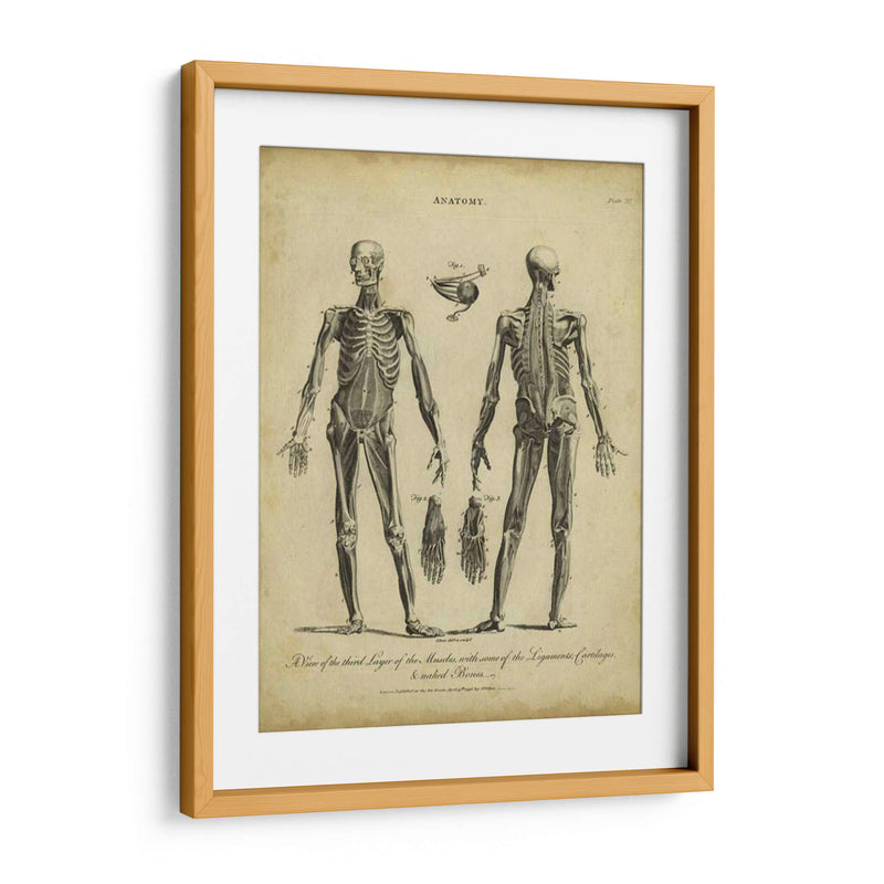 Estudio De Anatomía Ii - Wilkes | Cuadro decorativo de Canvas Lab