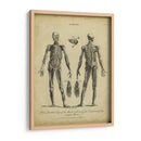 Estudio De Anatomía Ii - Wilkes | Cuadro decorativo de Canvas Lab