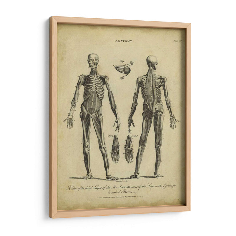 Estudio De Anatomía Ii - Wilkes | Cuadro decorativo de Canvas Lab