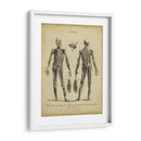 Estudio De Anatomía Ii - Wilkes | Cuadro decorativo de Canvas Lab